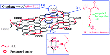 Graphical abstract: Synthesis of a hydrophilic poly-l-lysine/graphene hybrid through multiple non-covalent interactions for biosensors