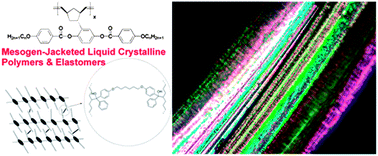 Graphical abstract: Mesogen-jacketed liquid crystalline polymers and elastomers bearing polynorbornene backbone