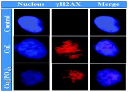 Graphical abstract: Evaluation of copper iodide and copper phosphate nanoparticles for their potential cytotoxic effect