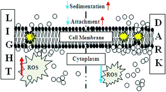 Graphical abstract: A comparative cytotoxicity study of TiO2 nanoparticles under light and dark conditions at low exposure concentrations