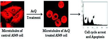 Graphical abstract: Acenaphthenequinone induces cell cycle arrest and mitochondrial apoptosis via disruption of cellular microtubules