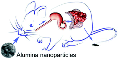 Graphical abstract: Bioavailability and preliminary toxicity evaluations of alumina nanoparticles in vivo after oral exposure