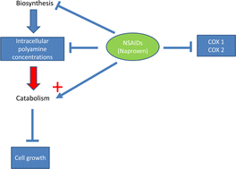 Graphical abstract: Naproxen causes cytotoxicity and induces changes in polyamine metabolism independent of cyclo-oxygenase expression