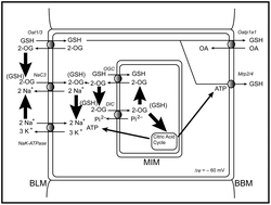 Graphical abstract: Mitochondrial glutathione in toxicology and disease of the kidneys