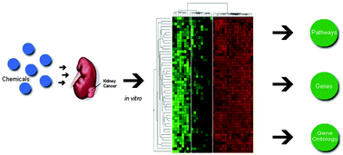 Graphical abstract: Detection of genotoxic and non-genotoxic renal carcinogens in vitro in NRK-52E cells using a transcriptomics approach