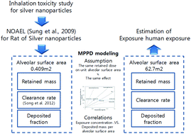 Graphical abstract: Estimation of human equivalent exposure from rat inhalation toxicity study of silver nanoparticles using multi-path particle dosimetry model