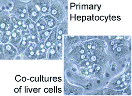 Graphical abstract: In vitro models for liver toxicity testing