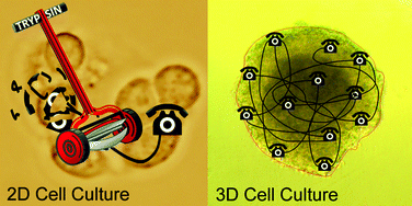 Graphical abstract: After trypsinisation, 3D spheroids of C3A hepatocytes need 18 days to re-establish similar levels of key physiological functions to those seen in the liver