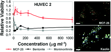 Graphical abstract: Cytotoxicity and potency of mesocellular foam-26 in comparison to layered clays used as hemostatic agents