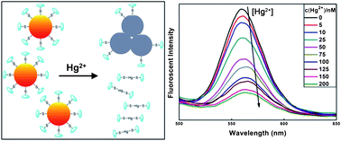 Graphical abstract: Facile, sensitive, and ratiometric detection of mercuric ions using GSH-capped semiconductor quantum dots