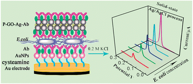 Graphical abstract: Solid-state voltammetry-based electrochemical immunosensor for Escherichia coli using graphene oxide–Ag nanoparticle composites as labels