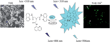 Graphical abstract: Ratiometric and absolute water-soluble fluorescent tripodal zinc sensor and its application in killing human lung cancer cells