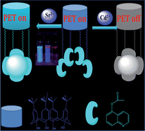 Graphical abstract: A highly efficient PET switch on–off–on fluorescence receptor based on calix[4]arene for the selective recognition of Cd2+ and Sr2+