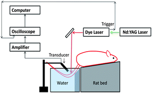 Graphical abstract: Sonophoric nanoprobe aided pH measurement in vivo using photoacoustic spectroscopy