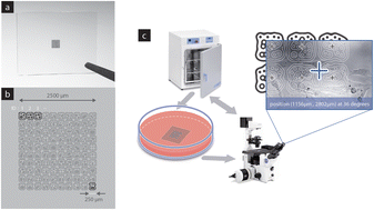 Graphical abstract: Microscopic augmented-reality indicators for long-term live cell time-lapsed imaging