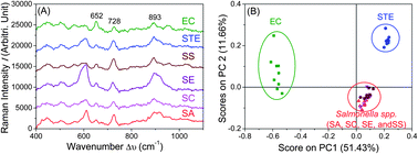 Graphical abstract: Detection and differentiation of foodborne pathogenic bacteria in mung bean sprouts using field deployable label-free SERS devices