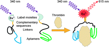 Graphical abstract: Aptamer-directed lanthanide chelate self-assembly for rapid thrombin detection