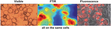 Graphical abstract: FTIR spectral signature of anticancer drug effects on PC-3 cancer cells: is there any influence of the cell cycle?