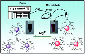 Graphical abstract: Cysteine-modulated colorimetric sensing of extracellular Mg2+ in rat brain based on the strong chelation interaction between dithiothreitol and Mg2+