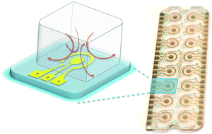 Graphical abstract: An AC electrokinetics facilitated biosensor cassette for rapid pathogen identification