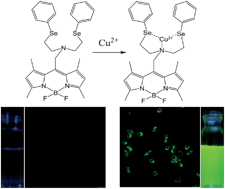 Graphical abstract: A highly selective turn-on fluorescent sensor for Cu(ii) based on an NSe2 chelating moiety and its application in living cell imaging
