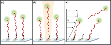 Graphical abstract: On-chip laser-induced DNA dehybridization