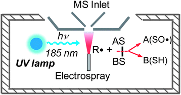 Graphical abstract: Radical induced disulfide bond cleavage within peptides via ultraviolet irradiation of an electrospray plume