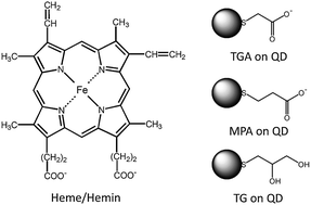 Graphical abstract: Employing aqueous CdTe quantum dots with diversified surface functionalities to discriminate between heme (Fe(ii)) and hemin (Fe(iii))