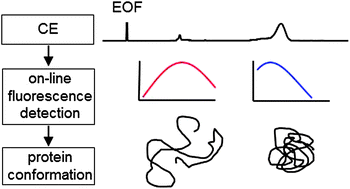 Graphical abstract: Potential of capillary electrophoresis with wavelength-resolved fluorescence detection for protein unfolding studies using β-lactoglobulin B as a test compound