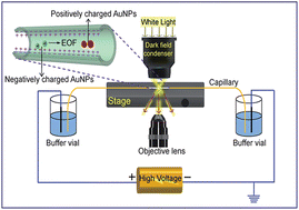 Graphical abstract: A novel dark-field microscopy technique coupled with capillary electrophoresis for visual analysis of single nanoparticles
