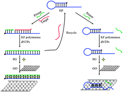 Graphical abstract: A label-free amplified fluorescence DNA detection based on isothermal circular strand-displacement polymerization reaction and graphene oxide