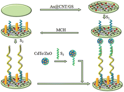 Graphical abstract: Ultrasensitive electrochemiluminescence detection of lengthy DNA molecules based on dual signal amplification