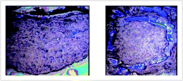 Graphical abstract: Secondary structure of proteins analyzed ex vivo in vascular wall in diabetic animals using FT-IR spectroscopy