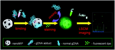 Graphical abstract: Plastic antibody for DNA damage: fluorescent imaging of BPDE–dG adducts in genomic DNA