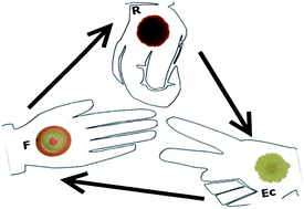 Graphical abstract: Real time monitoring of population dynamics in concurrent bacterial growth using SIFT-MS quantification of volatile metabolites