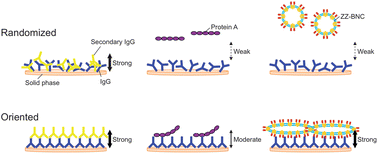 Graphical abstract: Nanocapsule-based probe for evaluating the orientation of antibodies immobilized on a solid phase