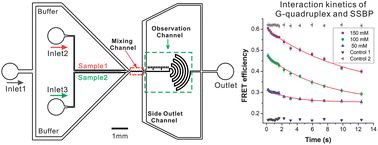 Graphical abstract: A novel microfluidic mixer based on dual-hydrodynamic focusing for interrogating the kinetics of DNA–protein interaction