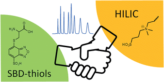 Graphical abstract: Fast and simultaneous analysis of biothiols by high-performance liquid chromatography with fluorescence detection under hydrophilic interaction chromatography conditions