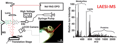 Graphical abstract: Comparative local analysis of metabolites, lipids and proteins in intact fish tissues by LAESI mass spectrometry