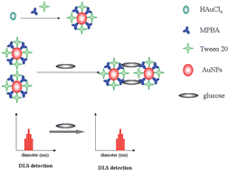 Graphical abstract: Use of mercaptophenylboronic acid functionalized gold nanoparticles in a sensitive and selective dynamic light scattering assay for glucose detection in serum