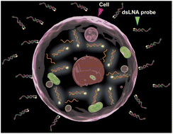 Graphical abstract: Detection of mRNA in living cells by double-stranded locked nucleic acid probes