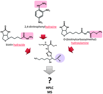 Graphical abstract: Qualitative and quantitative evaluation of derivatization reagents for different types of protein-bound carbonyl groups