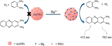 Graphical abstract: Fluorescent sensing of mercury(ii) based on formation of catalytic gold nanoparticles