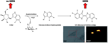 Graphical abstract: Analysis of intracellular enzyme activity by surface enhanced Raman scattering