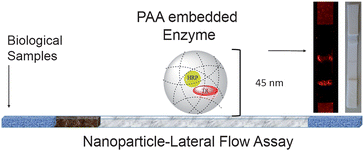 Graphical abstract: Nanoparticle embedded enzymes for improved lateral flow sensors