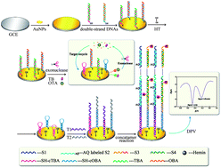 Graphical abstract: An aptasensing platform for simultaneous detection of multiple analytes based on the amplification of exonuclease-catalyzed target recycling and DNA concatemers