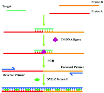 Graphical abstract: A simple rapid detection method of DNA based on ligation-mediated real-time fluorescence PCR