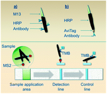 Graphical abstract: Functionalized viral nanoparticles as ultrasensitive reporters in lateral-flow assays