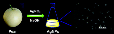 Graphical abstract: A simple green route to prepare stable silver nanoparticles with pear juice and a new selective colorimetric method for detection of cysteine