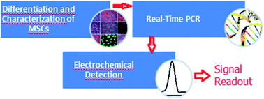 Graphical abstract: Genomagnetic assay for electrochemical detection of osteogenic differentiation in mesenchymal stem cells